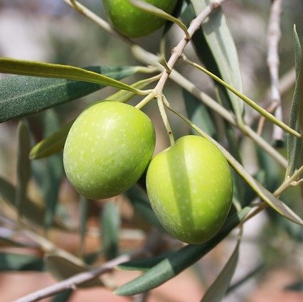olives-g24d8c2eb6_640-1
